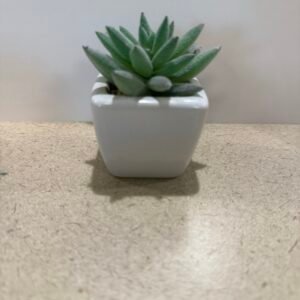 Artificial Succulent plants